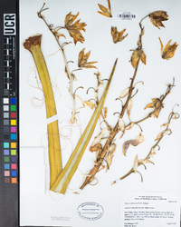 Yucca schidigera image