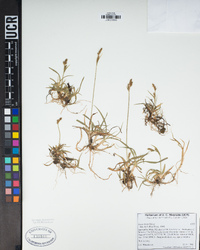 Carex hassei image