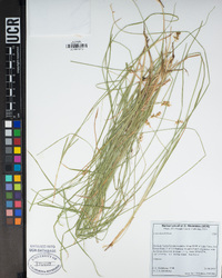 Carex hoodii image