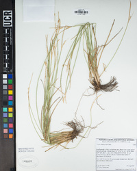 Carex multicaulis image