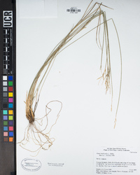Carex multicaulis image