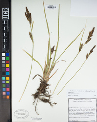 Carex nebrascensis image