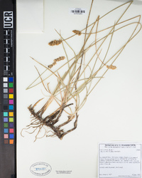 Carex alma image