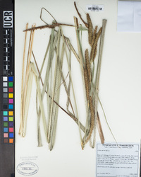 Carex spissa image