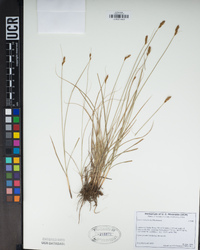 Carex tumulicola image