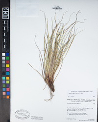 Carex xerophila image