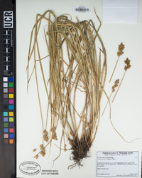 Carex leporina image