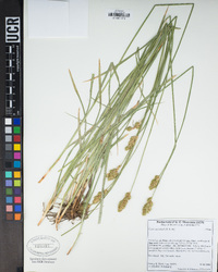 Carex specifica image