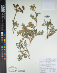 Lomatium utriculatum image