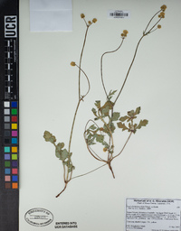 Sanicula bipinnatifida image