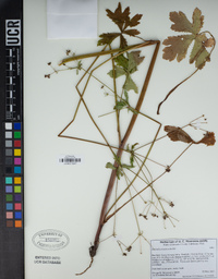 Sanicula crassicaulis image