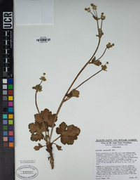 Sanicula crassicaulis image