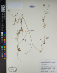 Torilis arvensis image