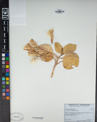 Cycladenia humilis image