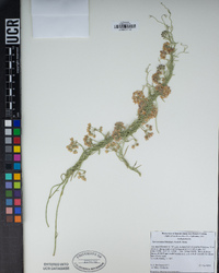 Funastrum hirtellum image