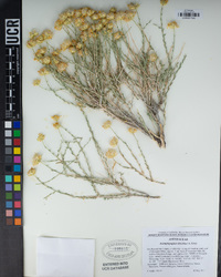 Acamptopappus shockleyi image