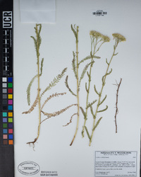 Achillea millefolium image