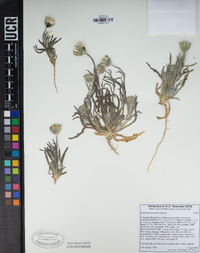 Achyrachaena mollis image