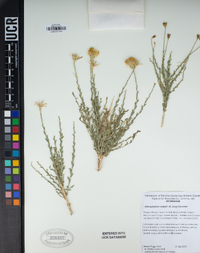 Adenophyllum cooperi image