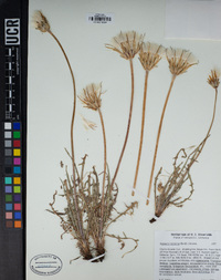 Agoseris retrorsa image