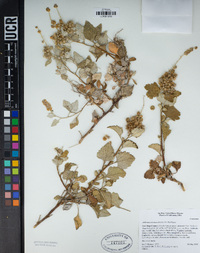 Ambrosia chenopodiifolia image