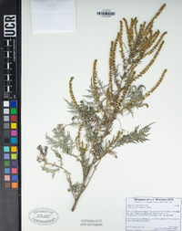 Ambrosia confertiflora image