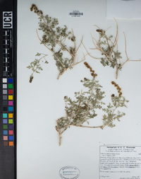 Ambrosia dumosa image