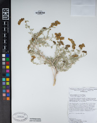 Ambrosia dumosa image