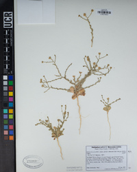Leucosyris arida image