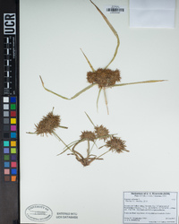 Cyperus odoratus image