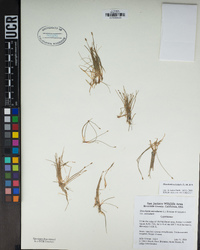 Eleocharis acicularis image