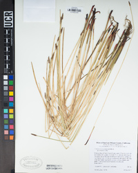 Eleocharis macrostachya image