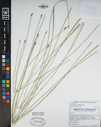 Eleocharis montevidensis image