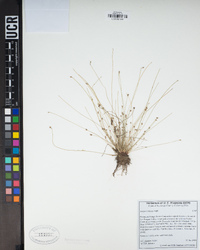 Isolepis cernua image