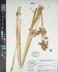 Scirpus microcarpus image