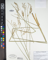 Juncus balticus image