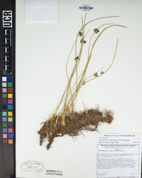 Juncus balticus image