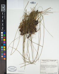 Juncus balticus image