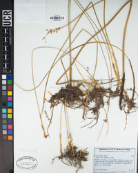 Juncus balticus image