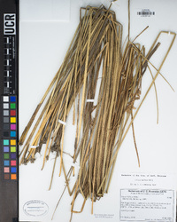 Juncus balticus image