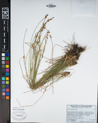 Juncus confusus image