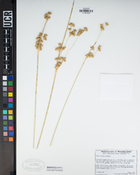 Juncus cooperi image