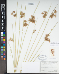 Juncus effusus image