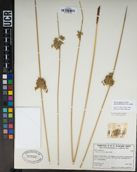 Juncus effusus image