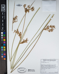 Juncus effusus image