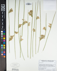 Juncus effusus image