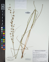 Juncus macrophyllus image