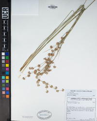 Juncus macrophyllus image