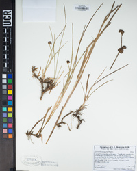 Juncus phaeocephalus image