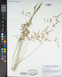 Juncus dubius image